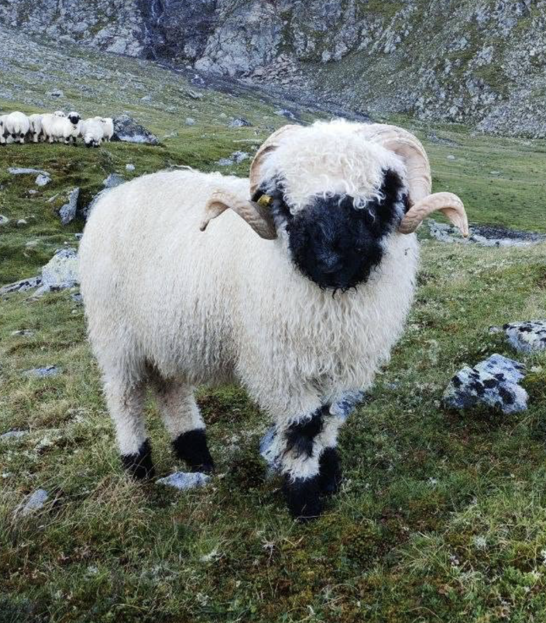 Walliser Blacknose koçu — TAVLIM Farm Kocaali Sakarya