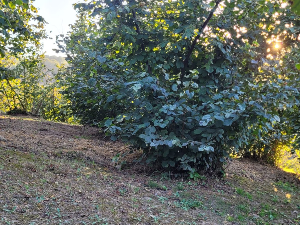 Dolu fındık hasadı