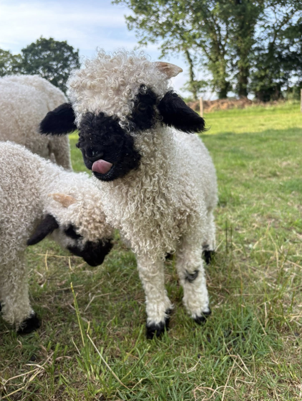 Walliser Blacknose kuzu — TAVLIM Farm